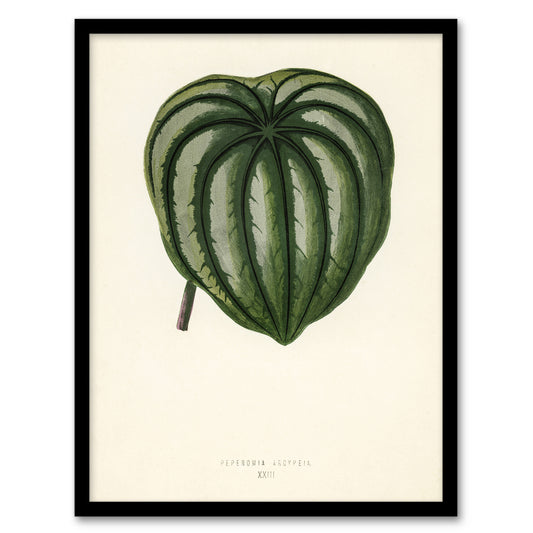 Vintage Botanical Pepper Elder Leaf Fawcett Framed Wall Art Print