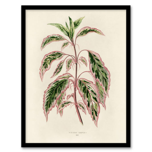 Vintage Botanical Rose Mallow Fawcett Framed Wall Art Print