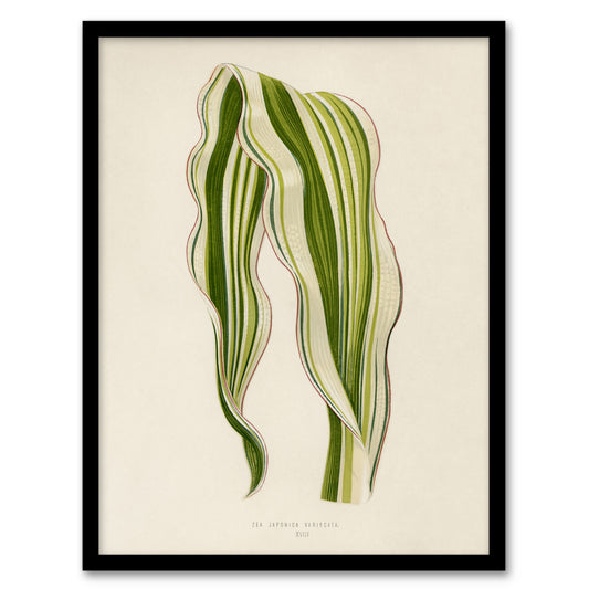 Vintage Botanical Striped Maize Corn Leaf Fawcett Framed Wall Art Print