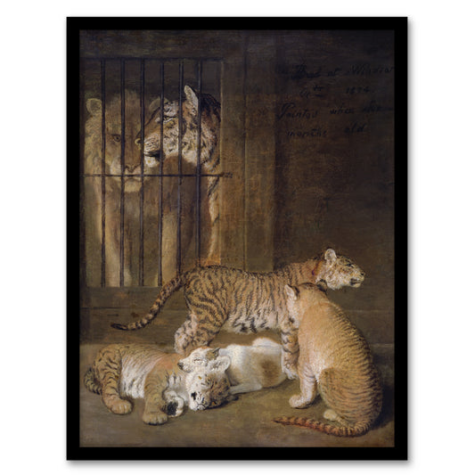 Whelps Lion and Tigress in Zoo Cage Agasse Framed Wall Art Print