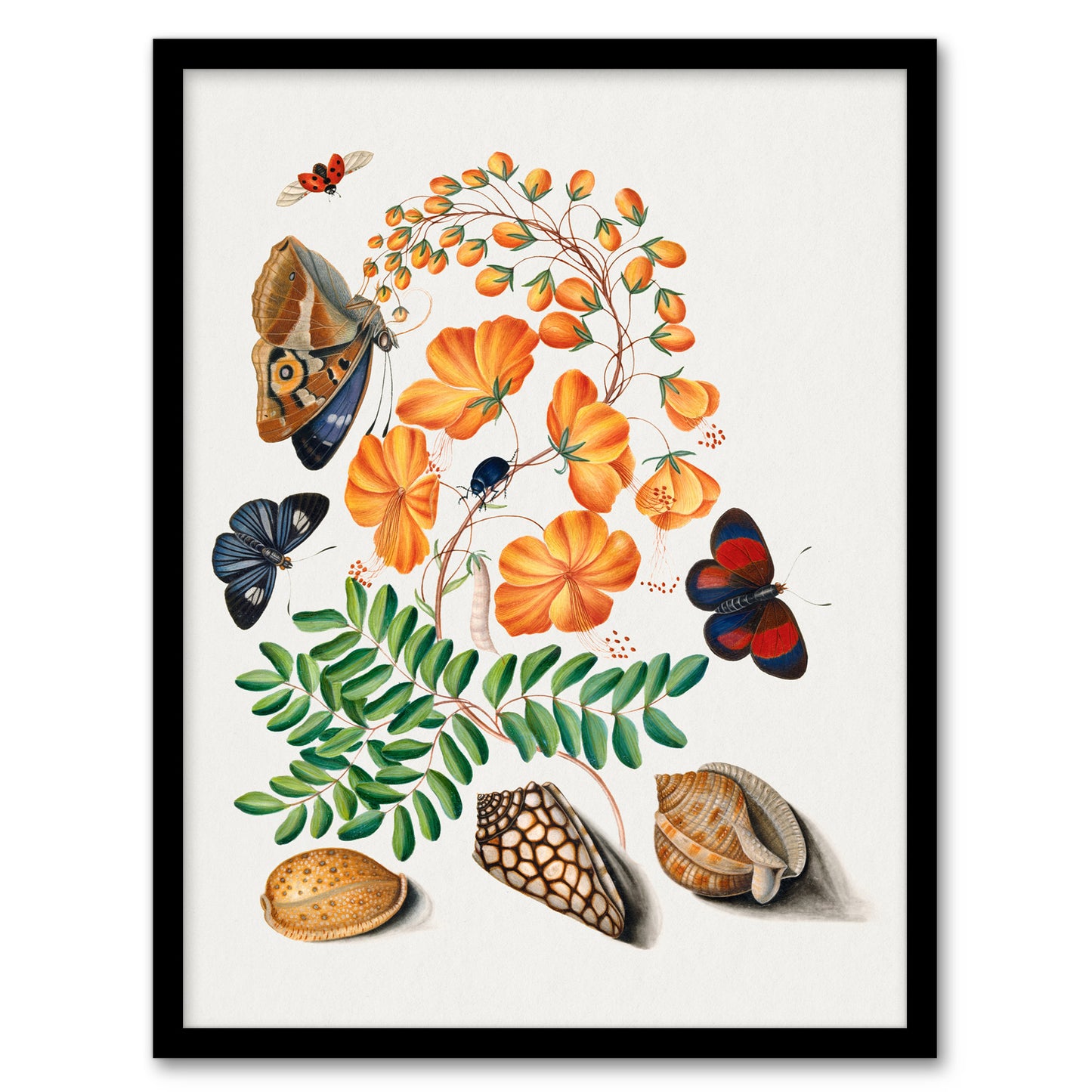Flowers Butterflies and Seashells Bolton Framed Wall Art Print