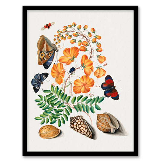 Flowers Butterflies and Seashells Bolton Framed Wall Art Print