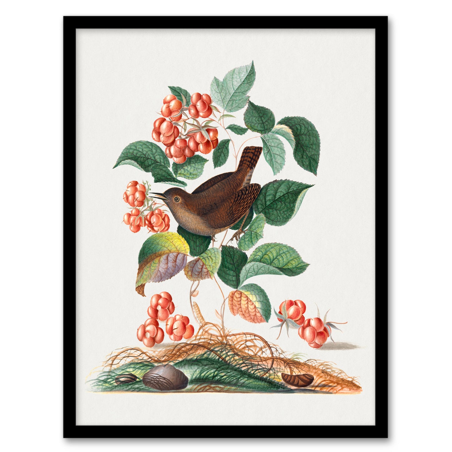Eurasian Wren and Raspberry Plant Bolton Framed Wall Art Print