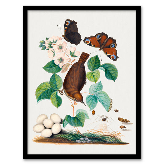 House Wren Butterflies Beetle and Spider Bolton Framed Wall Art Print