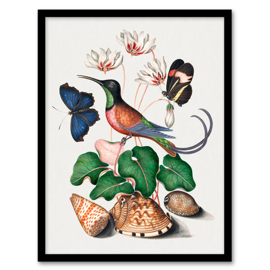 Hummingbird Cyclamen Butterflies Seashells Bolton Framed Wall Art Print