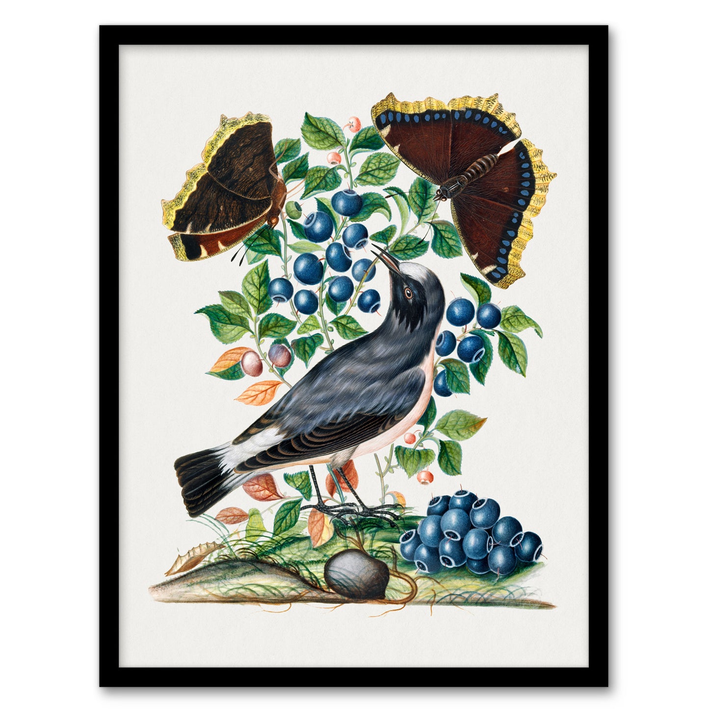 Northern Wheatear and Mourning Cloak Bolton Framed Wall Art Print