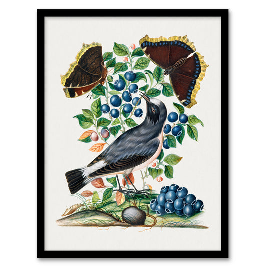 Northern Wheatear and Mourning Cloak Bolton Framed Wall Art Print