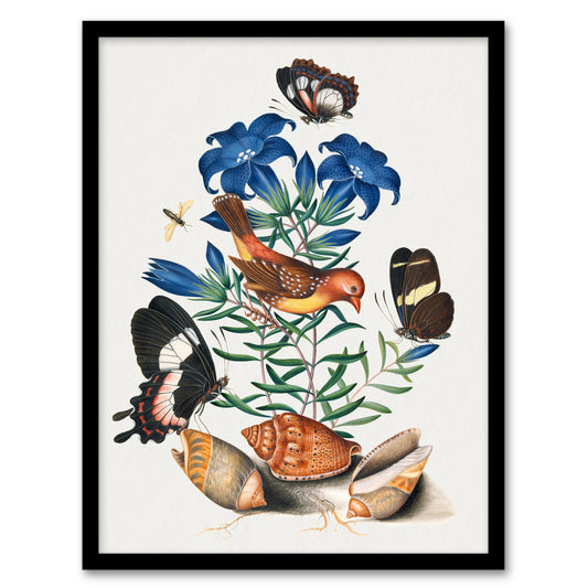 Red Avadavat Swallowtail and Shells Bolton Framed Wall Art Print