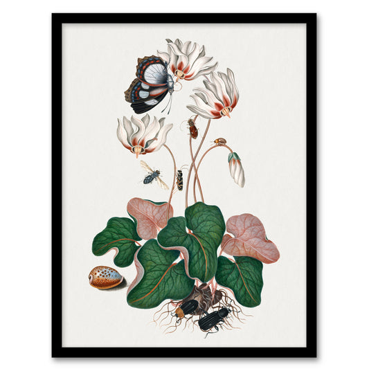 Cyclamen Butterfly Beetles and Shell Bolton Framed Wall Art Print