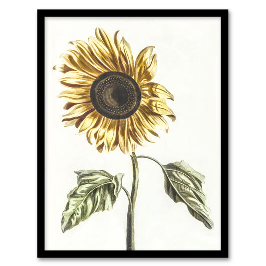 Sunflower Vintage Flower Painting Teyler Framed Wall Art Print