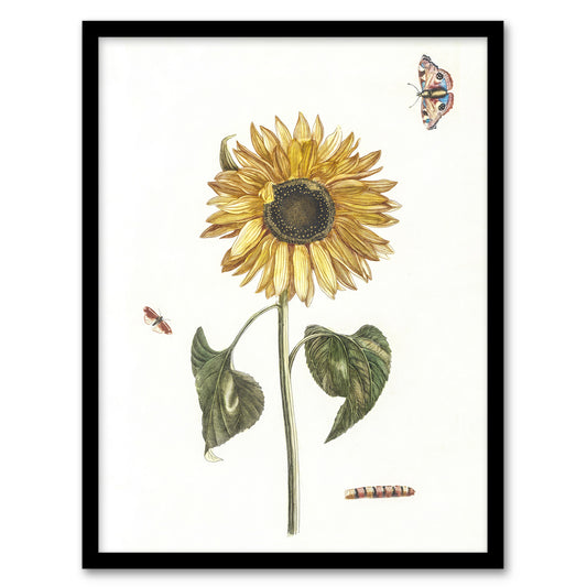 Sunflower Caterpillar And Two Butterflies Teyler Framed Wall Art Print