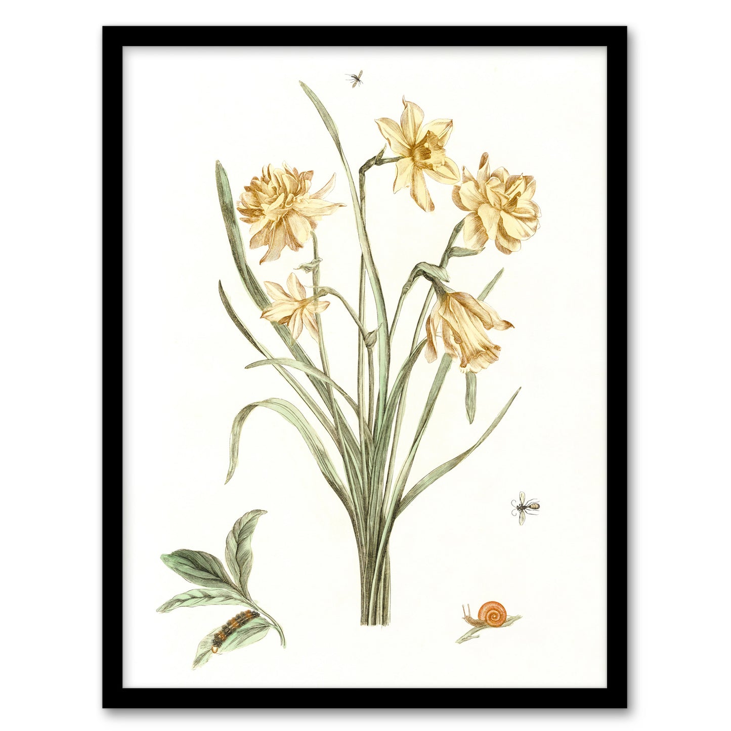 Five Daffodils Vintage Illustration Teyler Framed Wall Art Print