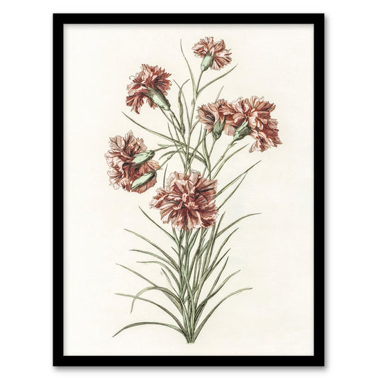 Six Carnations Vintage Illustration Teyler Framed Wall Art Print