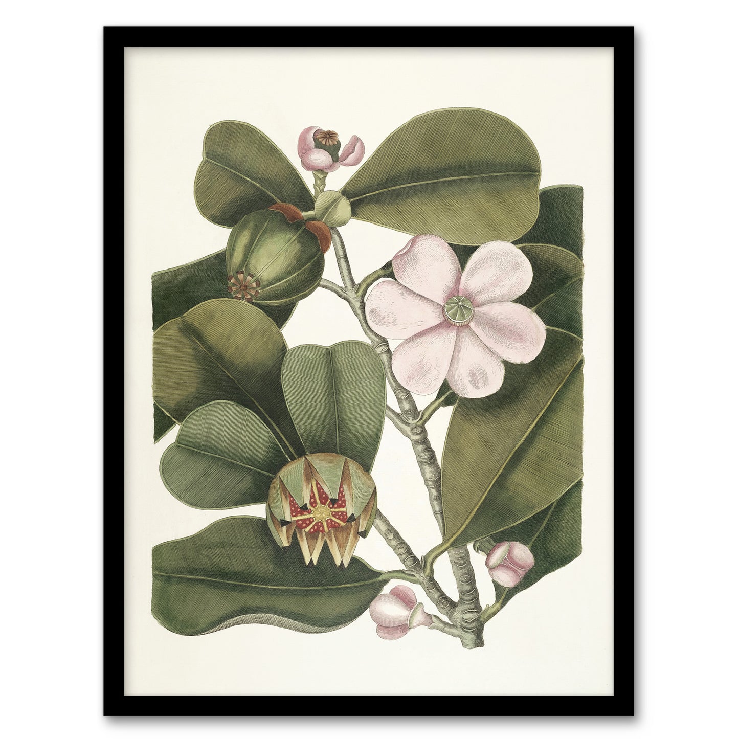 Balsam Tree Flower Vintage Botanical Catesby Framed Wall Art Print