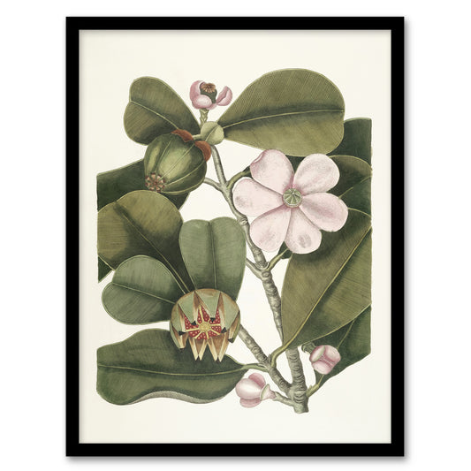 Balsam Tree Flower Vintage Botanical Catesby Framed Wall Art Print