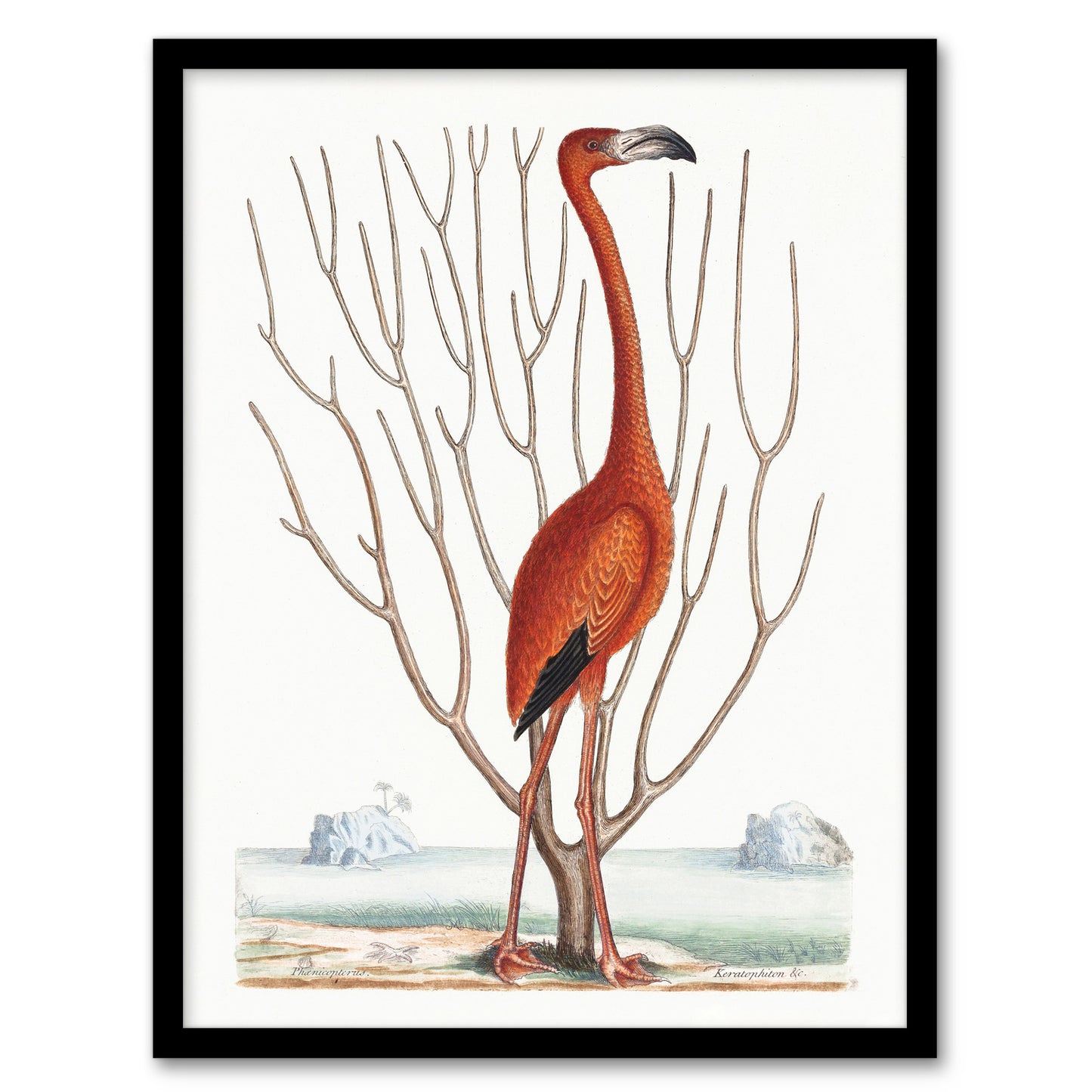 Flamingo Bird Vintage Illustration Catesby Framed Wall Art Print
