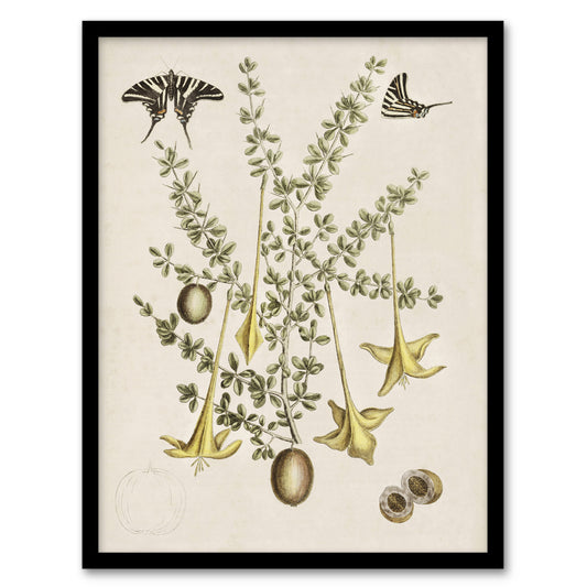 Frutex Spinofus Flowers and Butterflies Catesby Framed Wall Art Print