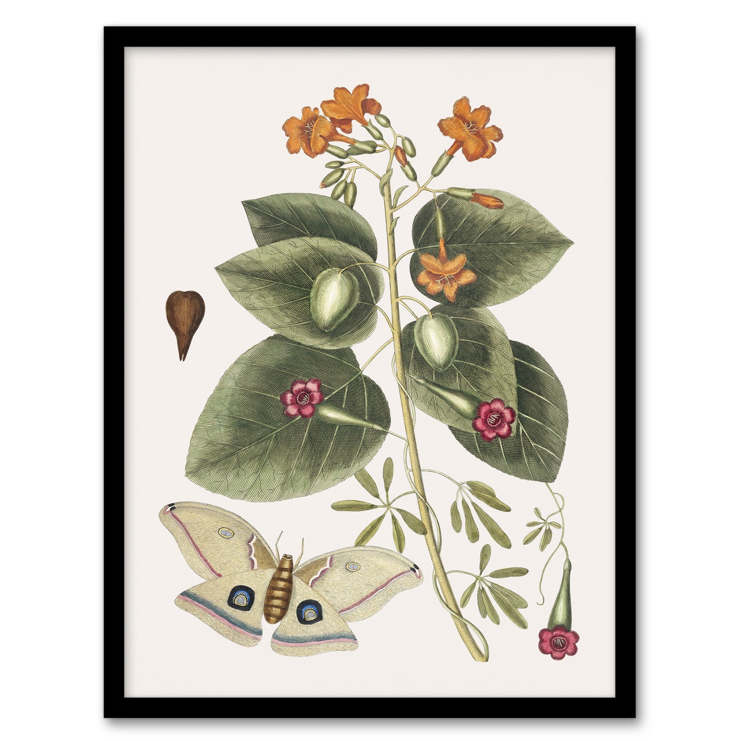 Great Moth Tievine and Geiger Tree Flowers Catesby Framed Wall Art Print