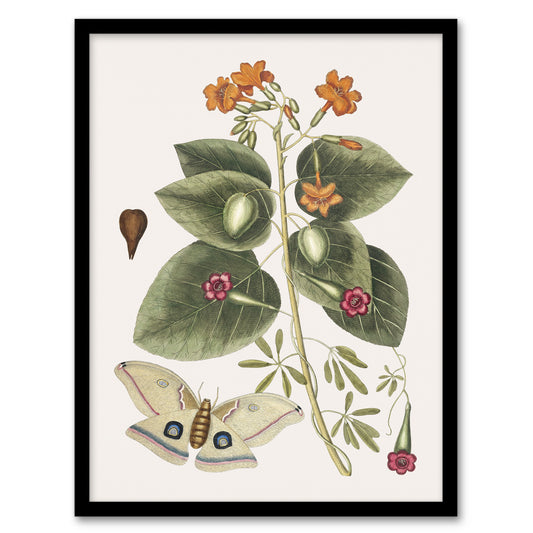 Great Moth Tievine and Geiger Tree Flowers Catesby Framed Wall Art Print