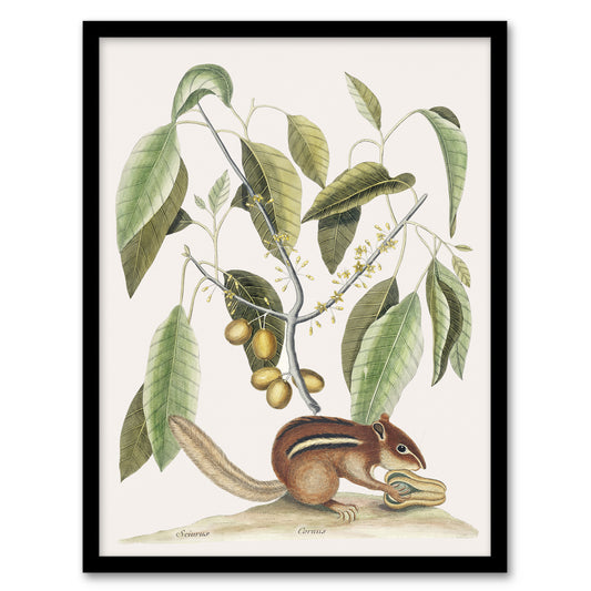 Ground Squirrel and Wild Nutmeg Mark Catesby Framed Wall Art Print