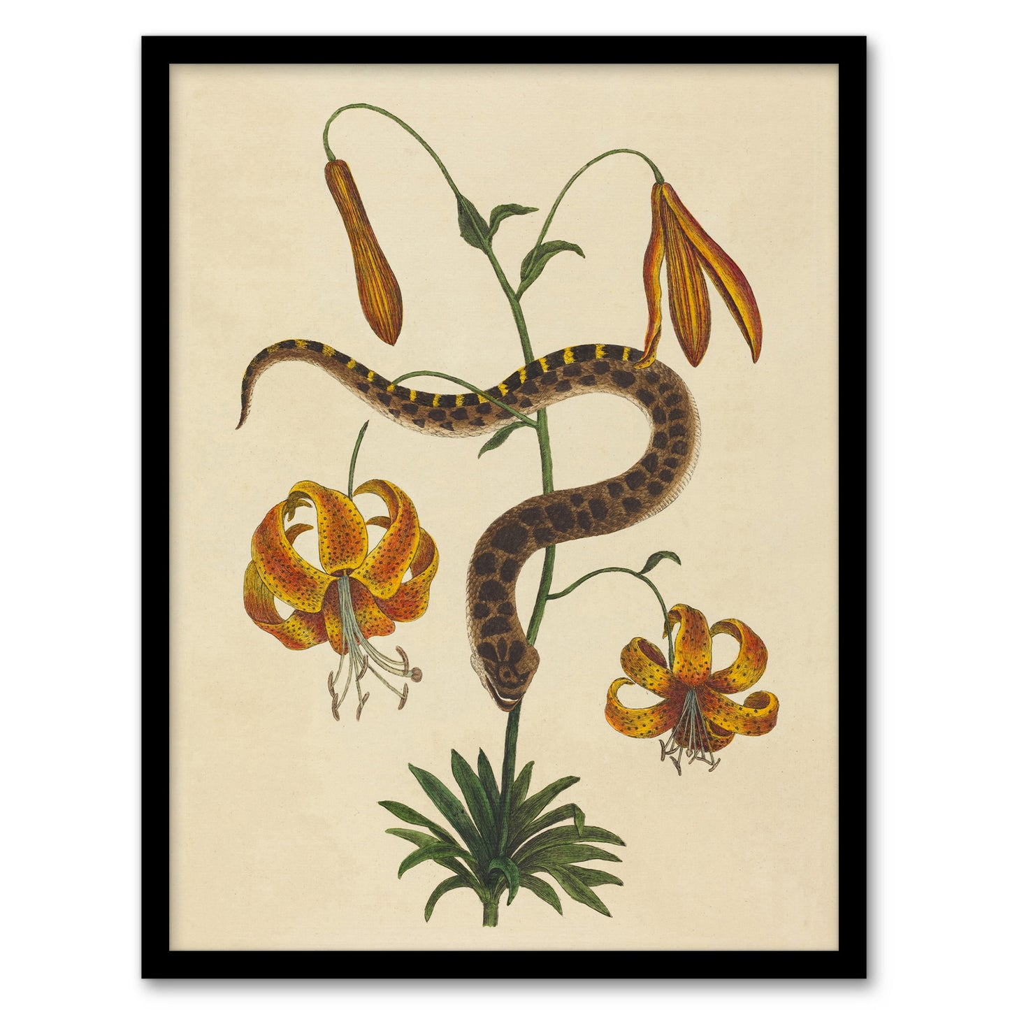 Hog Nose Snake and Tiger Lily Mark Catesby Framed Wall Art Print