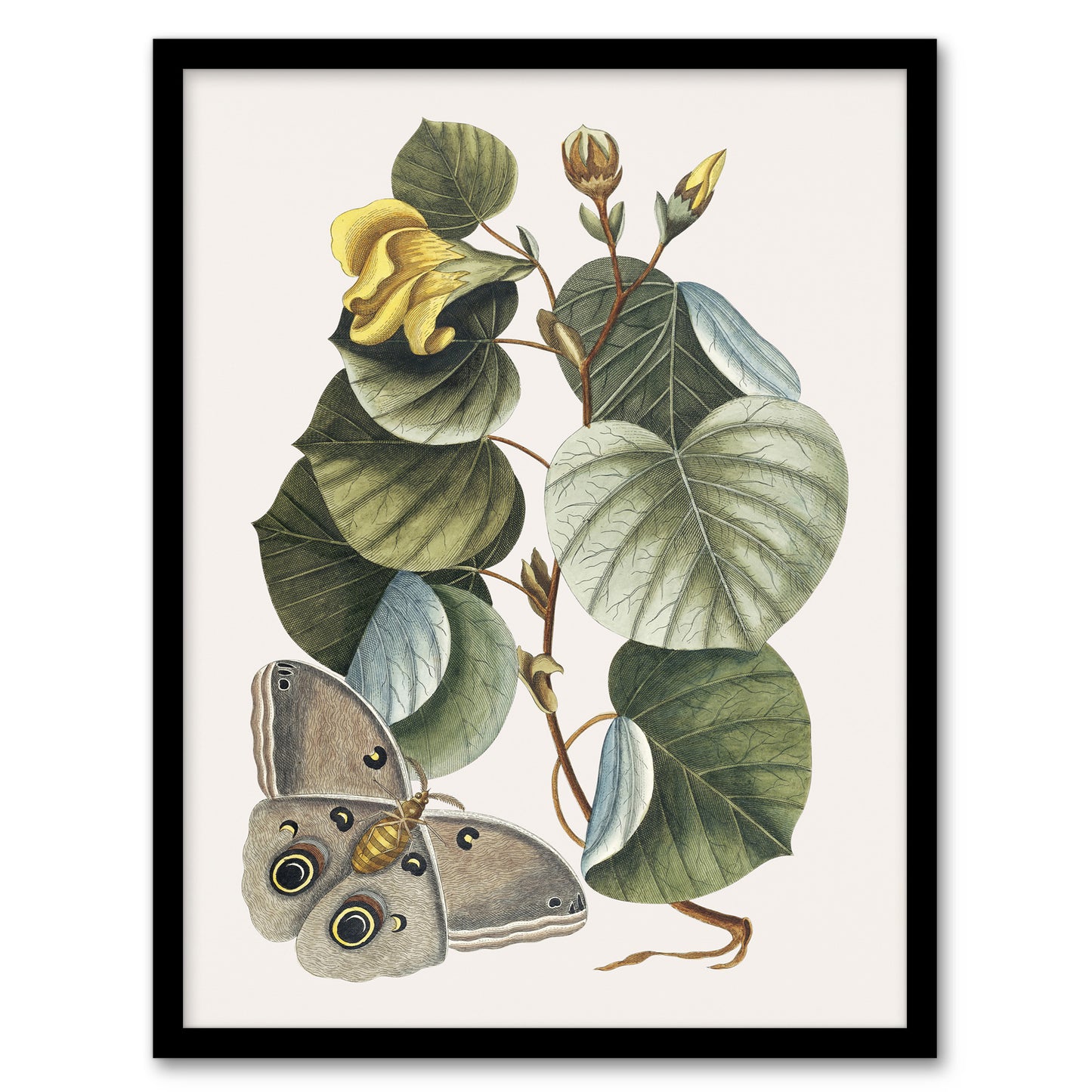 Ketmia Hibiscus Flower and Butterfly Catesby Framed Wall Art Print