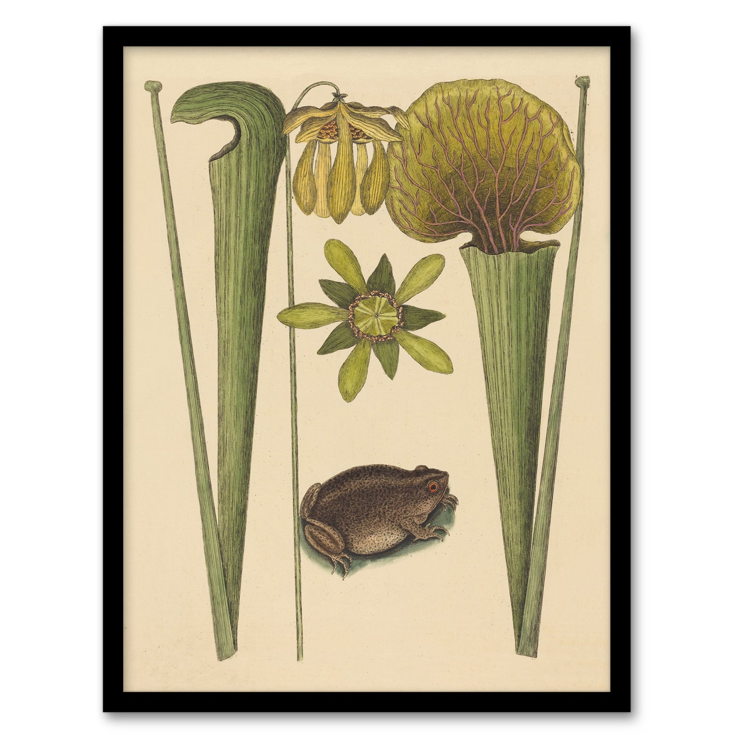 Land Frog and Sarracenia Pitcher Plant Catesby Framed Wall Art Print