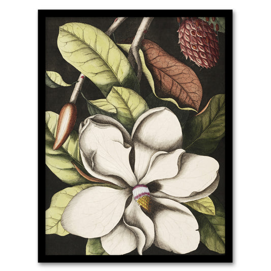 Laurel Tree Magnolia Altissima Flower Catesby Framed Wall Art Print
