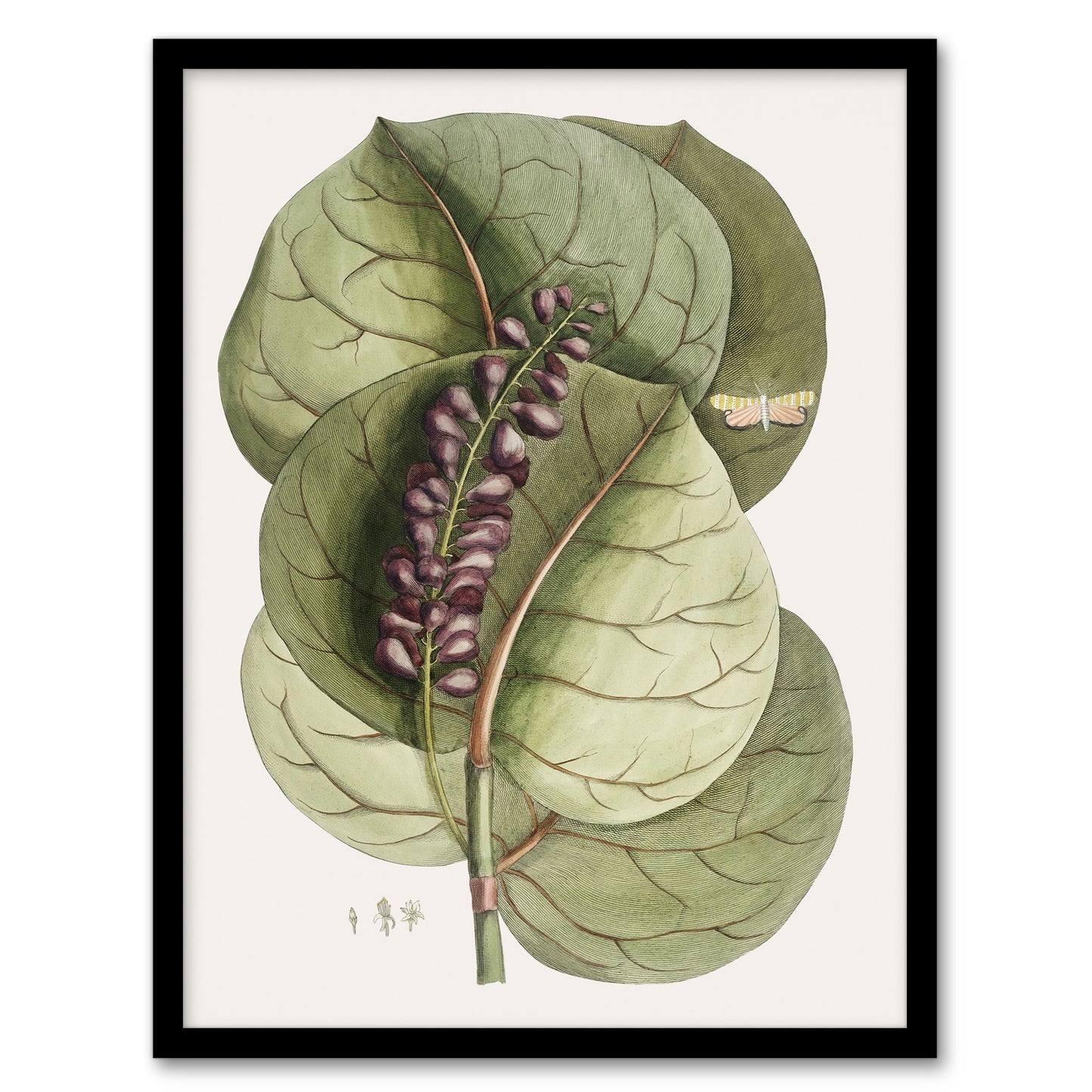 Mangrove Grape Tree Vintage Botanical Catesby Framed Wall Art Print