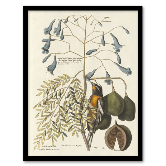 Vintage Bird and Plant Illustration Catesby Framed Wall Art Print