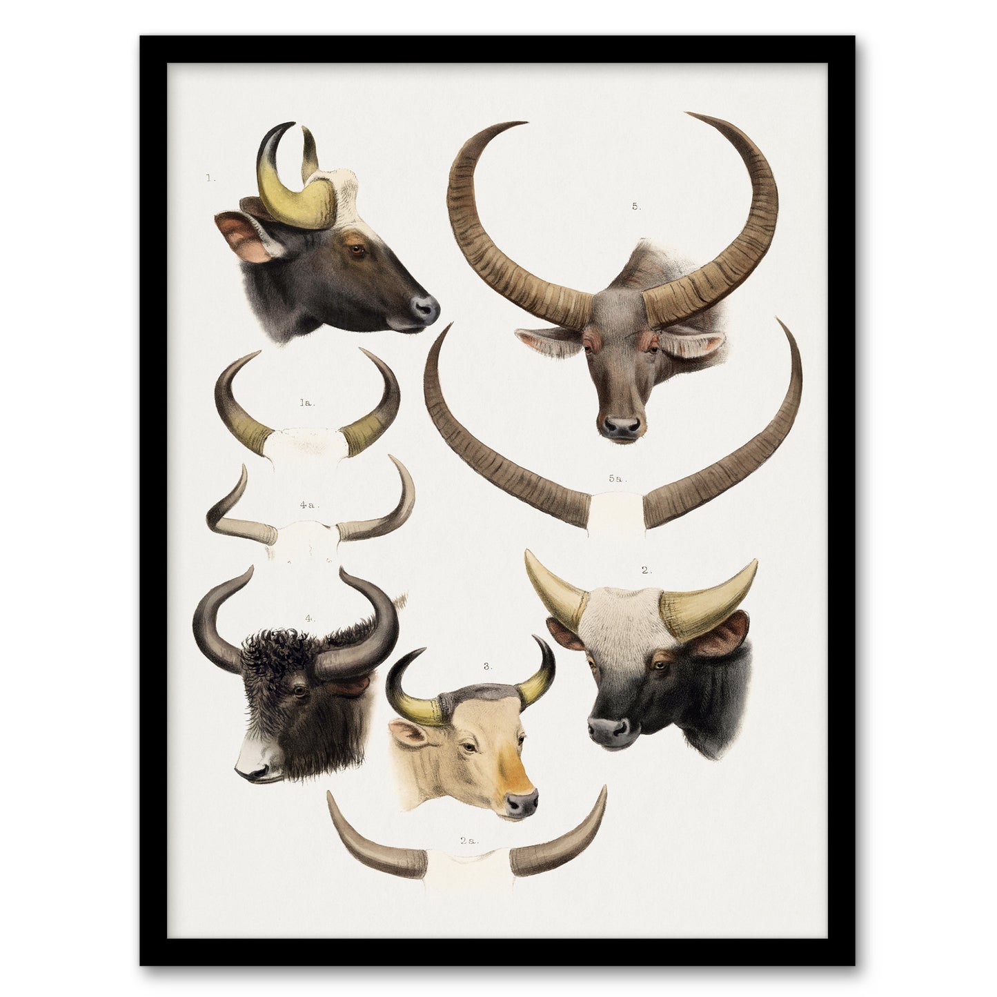 Bovine Animal Horns Vintage Illustration Lydekker Framed Wall Art Print