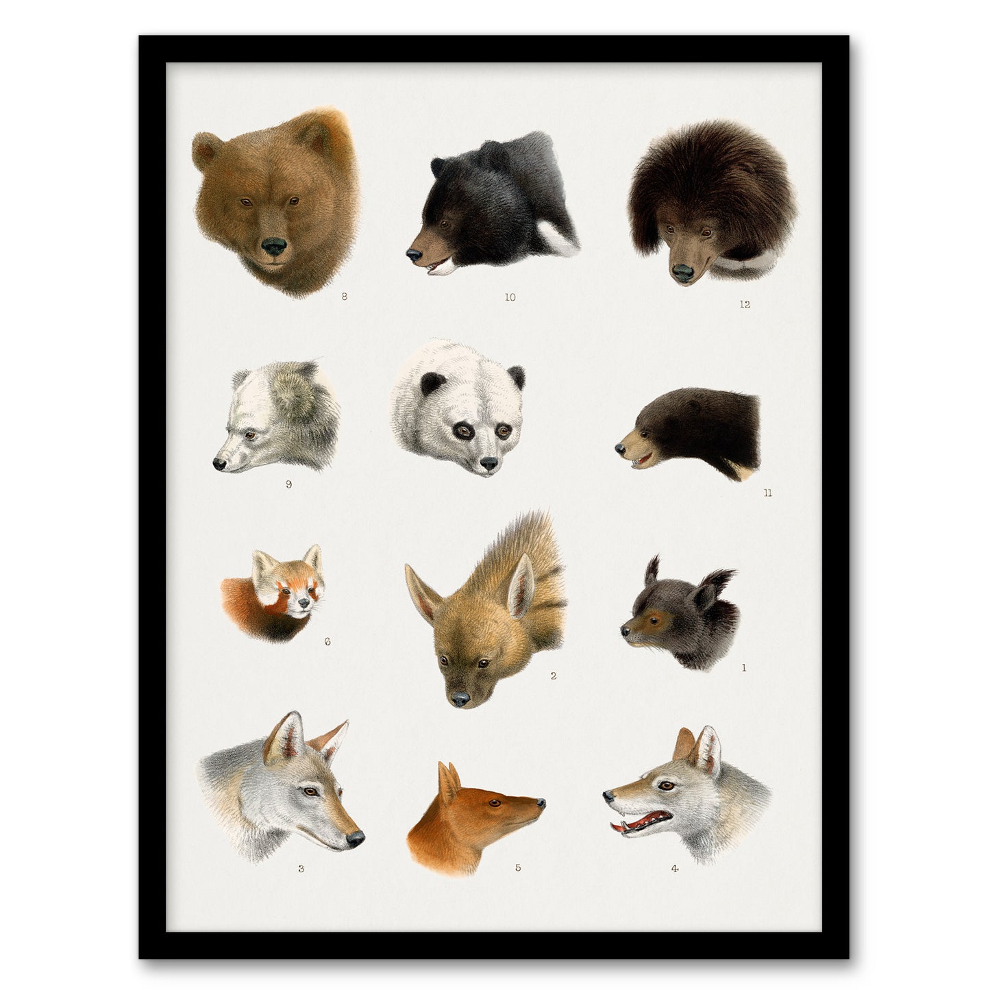 Small and Large Animals Vintage Artwork Lydekker Framed Wall Art Print