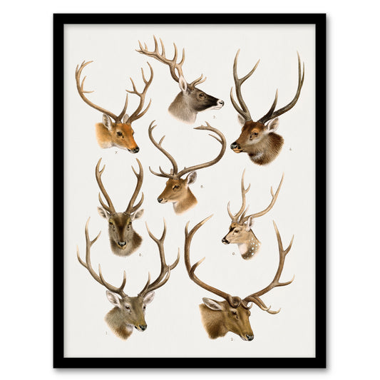 Vintage Illustration of Deer Species Lydekker Framed Wall Art Print