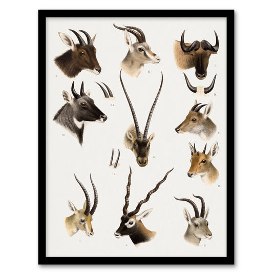 Bovidae Animals Vintage Illustration Lydekker Framed Wall Art Print