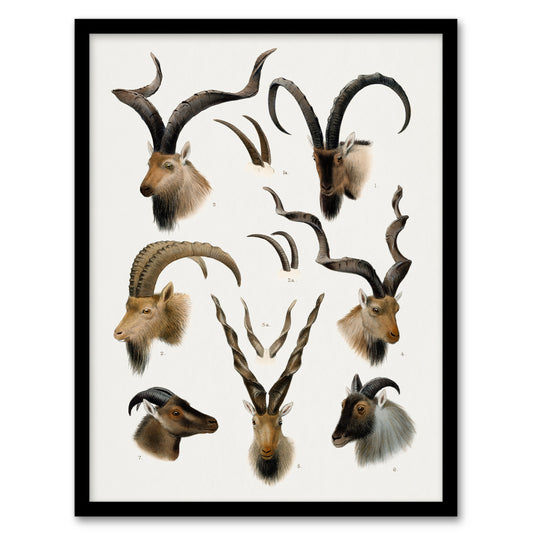 Vintage Illustration Bovidae Animals Lydekker Framed Wall Art Print