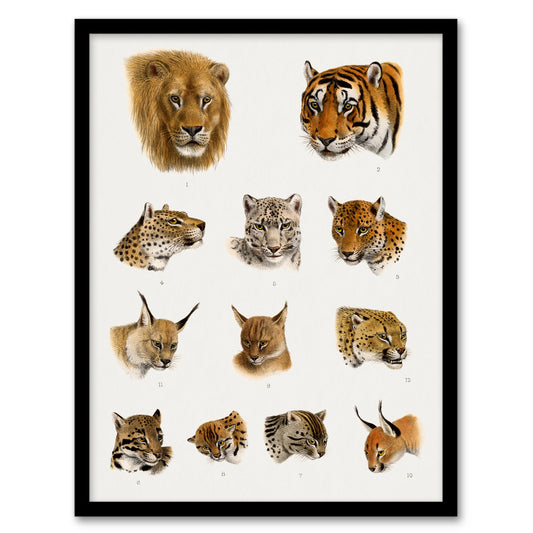 Wild Animal Safari Big Cats Illustration Lydekker Framed Wall Art Print