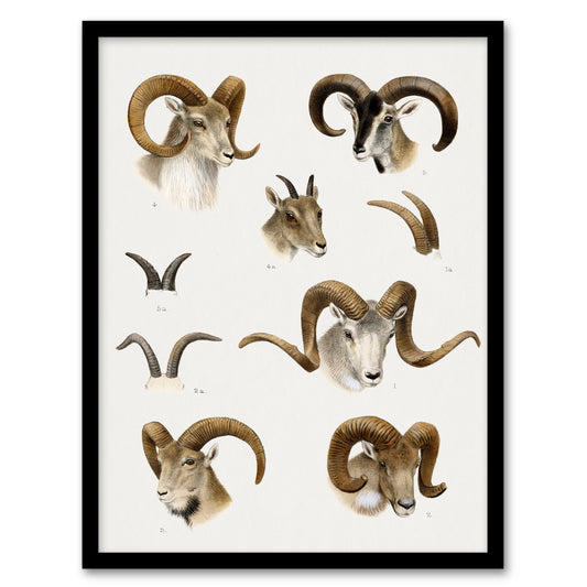 Wild Bovidae Vintage Illustration Lydekker Framed Wall Art Print