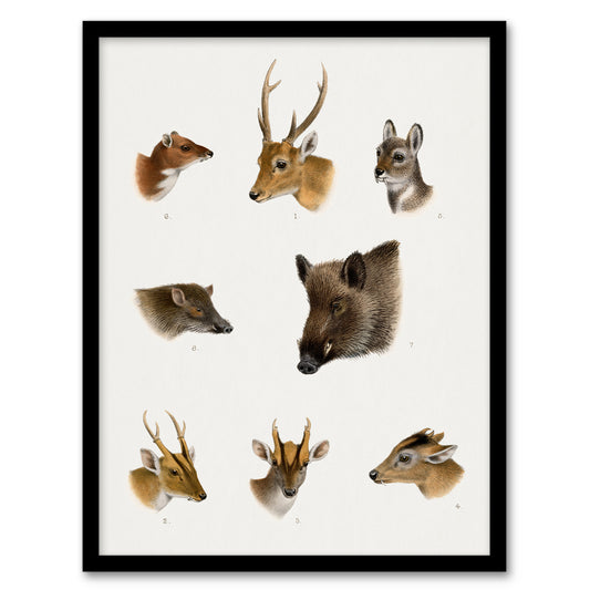 Wildlife Animals Vintage Illustration Lydekker Framed Wall Art Print
