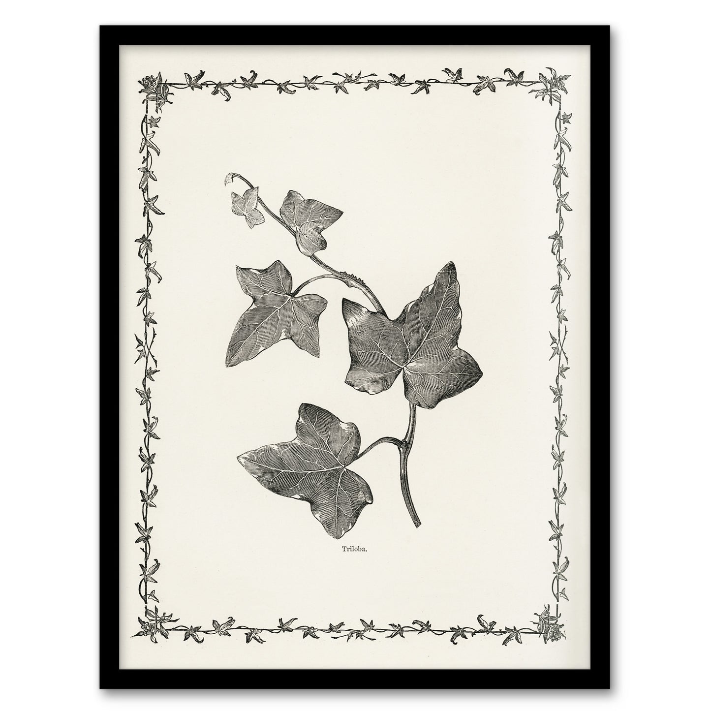 Vintage Botanical Ipomoea Triloba Leaves Hibberd Framed Wall Art Print