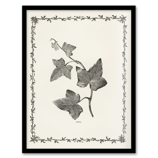 Vintage Botanical Ipomoea Triloba Leaves Hibberd Framed Wall Art Print