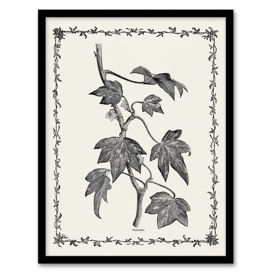 Vintage Botanical Pustulata Leaves Hibberd Framed Wall Art Print