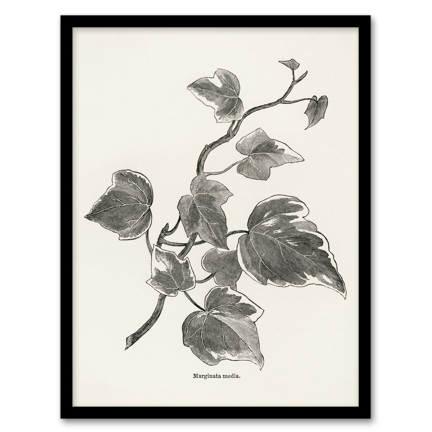 Vintage Botanical Marginata Ivy Hibberd Framed Wall Art Print