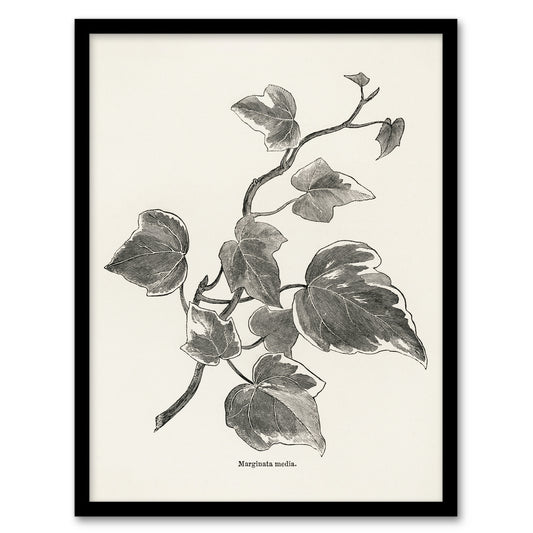 Vintage Botanical Marginata Ivy Hibberd Framed Wall Art Print