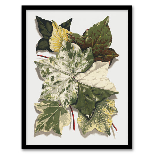 Various Ivy Leaves Watercolor Painting Hibberd Framed Wall Art Print