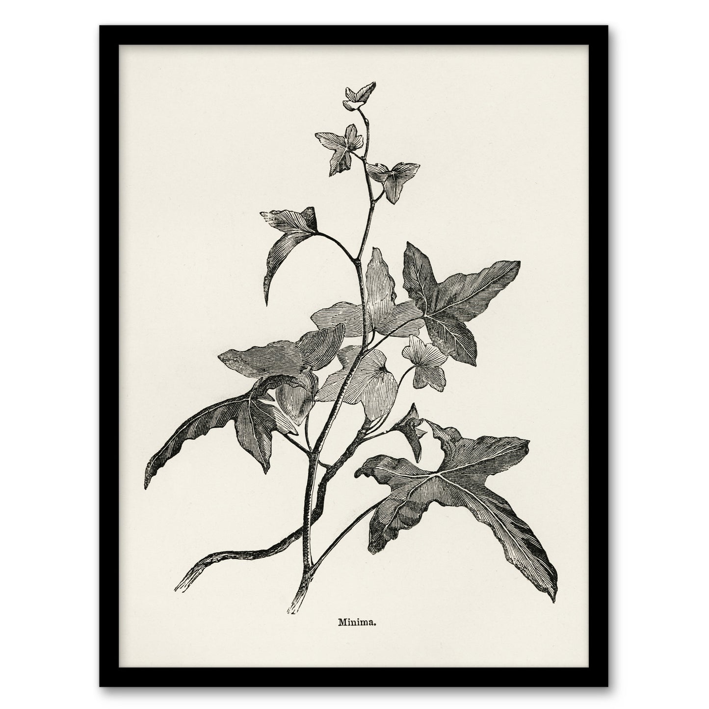 Vintage Botanical Minima Ivy Shirley Hibberd Framed Wall Art Print