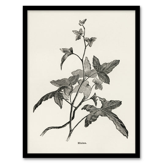 Vintage Botanical Minima Ivy Shirley Hibberd Framed Wall Art Print