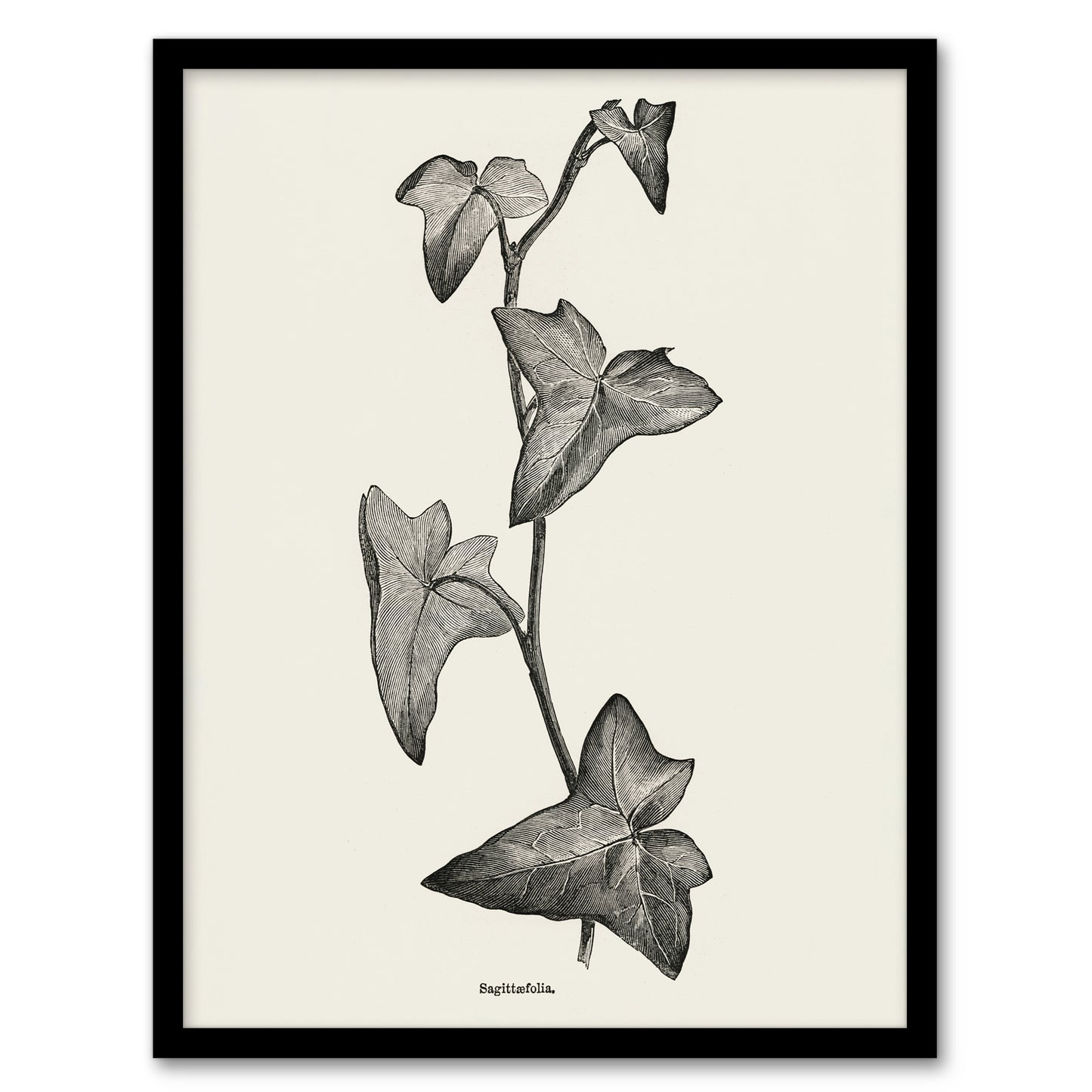 Vintage Botanical Sagittifolia Ivy Hibberd Framed Wall Art Print