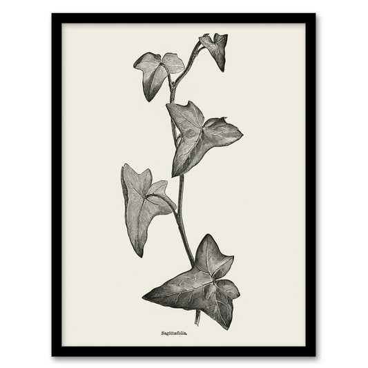 Vintage Botanical Sagittifolia Ivy Hibberd Framed Wall Art Print
