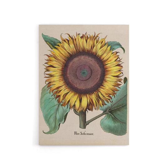Sunflower Flos Solis Maior Flower Canvas Wall Art Print
