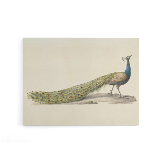 Pieter Pietersz Barbiers Blue Peacock Canvas Wall Art Print